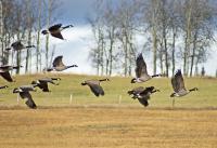 Wildlife - Flight From The Grain Field - Photo