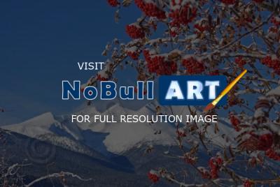Bulkley Valley Scenes - Mountain Ash With Hudson Bay Mtn - Photo