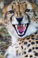 South African Scenes - Cheetah With Attitude - Photo